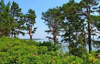 Wallpaper Sea The Sky Trees Landscape Flowers Pine Baltika