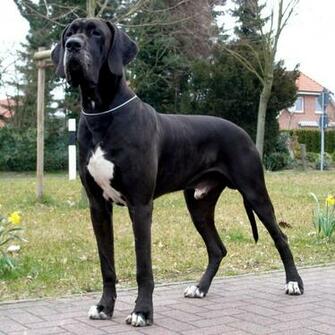 Great Dane Wallpaper Pictures Image