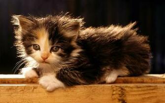 Wallpaper Image Picpile Best Funny And Cute Kitty