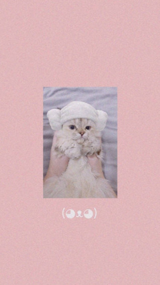 Cute Cat Aesthetic Wallpaper