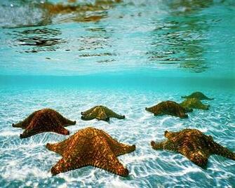 Starfish Computer Wallpaper Desktop Background Id