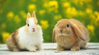 HD Animal Wallpaper Animals