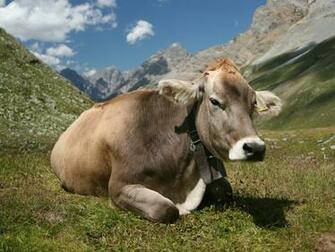 Cow Wallpaper Desktop