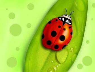 Ladybug Wallpaper