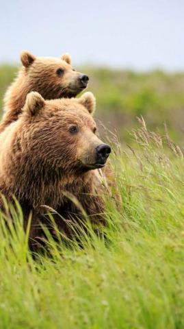 HD Live Wallpaper For Android Mobile Cute Baby