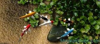 Koi Live Wallpaper V1 Apk