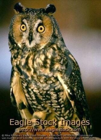 Hoot Owl All About