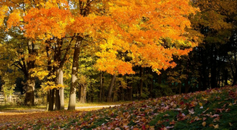Autumn Beautiful Forest Desktop Wallpaper HD Pic