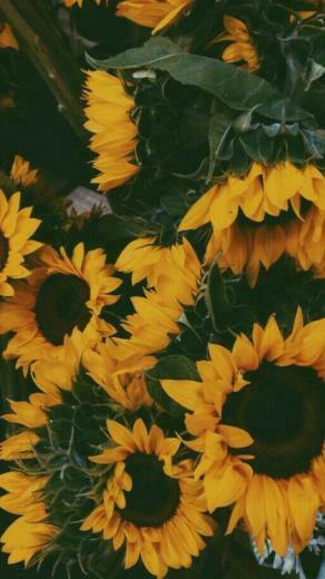 Ari Rachel Afbeeldingen Aesthetic Flowers HD Achtergrond
