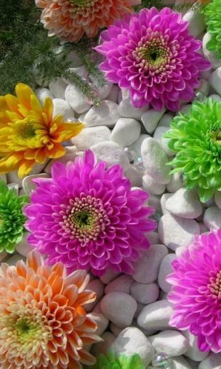 Purple Flowers Nokia Mobile Wallpaper Phone HD