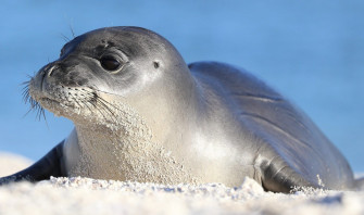 Monk Seal Wallpaper
