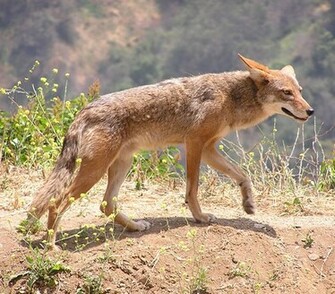 Coyote Pictures Wallpaper Of