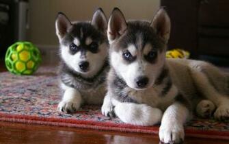 Siberian Husky Dogs Wallpaper HD Background
