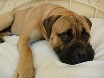The Beautiful Bullmastiff Wallpaper