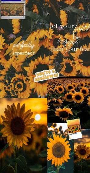 Yellow Sunflower Aesthetic Wallpaper