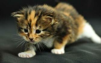 Lol Cat Wallpaper