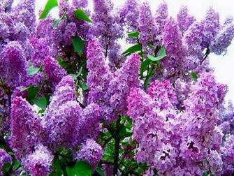Atop The Lilac Tree Wallpaper