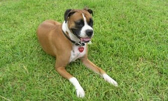 Boxer Dog Wallpaper Android Apps On Google Play