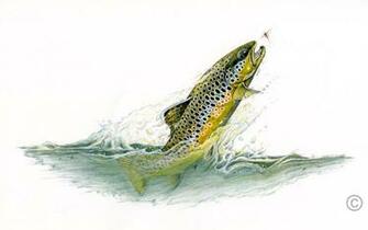 Best Sportfish Background