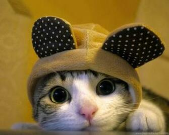 Cute Dressed Cat Wallpaper Pictures Photos Image