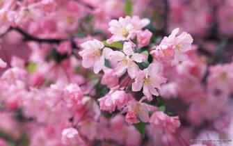Cherry Blossoms Japan