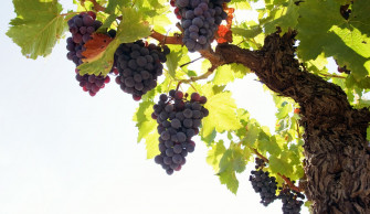 Grape Wallpaper On