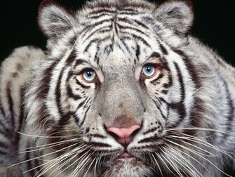 Baby White Siberian Tiger Nat Geo Adventure