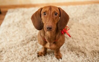 Animal Dachshund Wallpaper