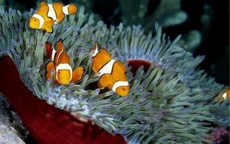 Sea Animal HD Wallpaper Hairstyle Qoutes Tattoo