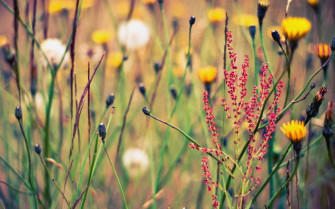 Wildflower Wallpaper