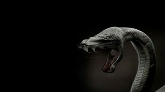Dangerous Black Snake Wallpaper HD Animals