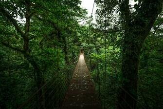 Look For Wild Orchids In Monteverde Cloud Forest Reserve Costa