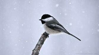 Snow Birds Wallpaper Animals HD
