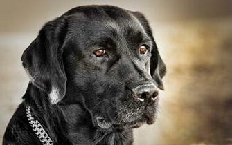 Zwarte Labrador Retriever Wallpaper