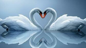 Tags Swans Couple Wallpaper1920x1080 Wallpaper Screensaver