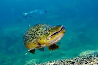 Brown Trout Wallpaper