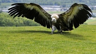 Vulture Wallpaper Wallpaper9