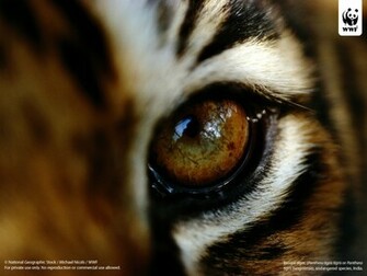 Wwf Tiger Wallpaper