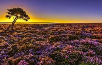Wallpaper Sunrise Tree Dawn England Morning North