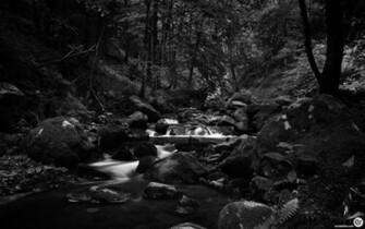 Gallery Black Forest Greyscale Collection Computer Wallpaper
