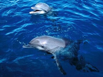 Dolphins Wallpaper Get Your Desktop
