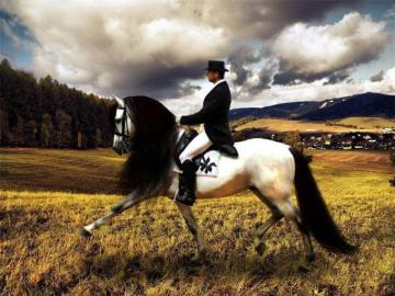 Dressage Wallpaper