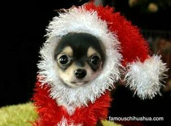 singing christmas chihuahua toy