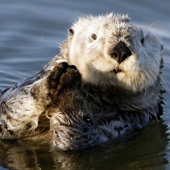 Otter Wallpaper HD