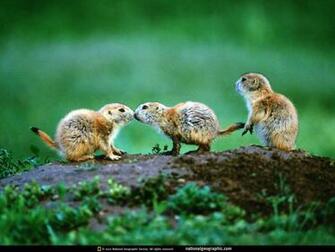 Wallpaper Coffee Most Famous National Geographic HD