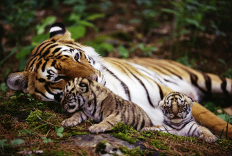 Majestic Tigers In 4k Ultra HD Wallpaper
