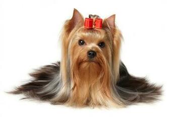 Yorkshire Terrier Wallpaper