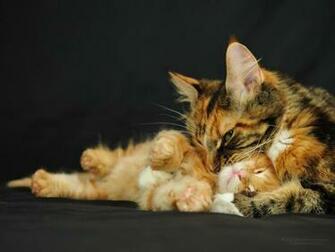 Image Wallpaper Maine Kitten Ocean Lol Cat Desktop