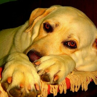 Yellow Lab Dog iPad Wallpaper Eliot S Pothole On The Information