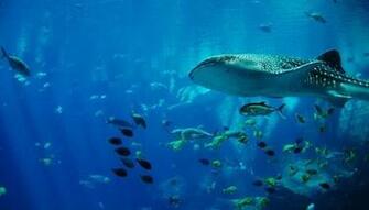 Scuba Diving Wallpaper HD Android Apps On Google Play